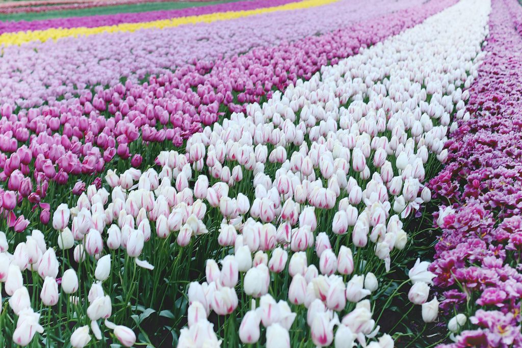 where to see tulips in the pacific northwest