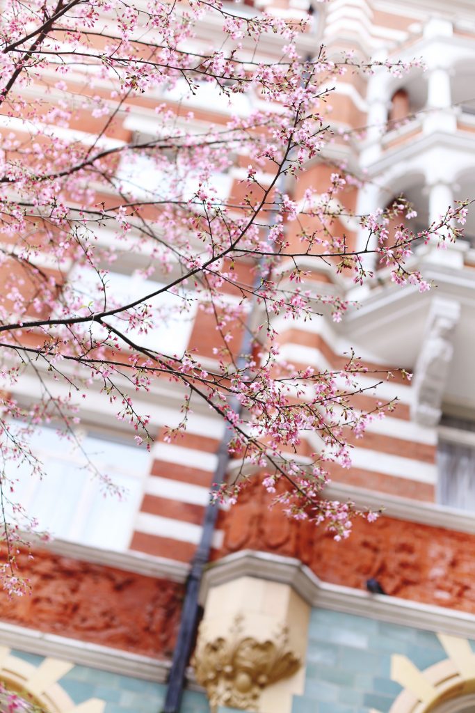 Cherry blossoms in London