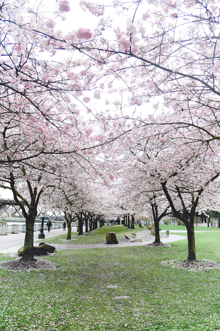 Cherry blossom festival in Portland, Oregon