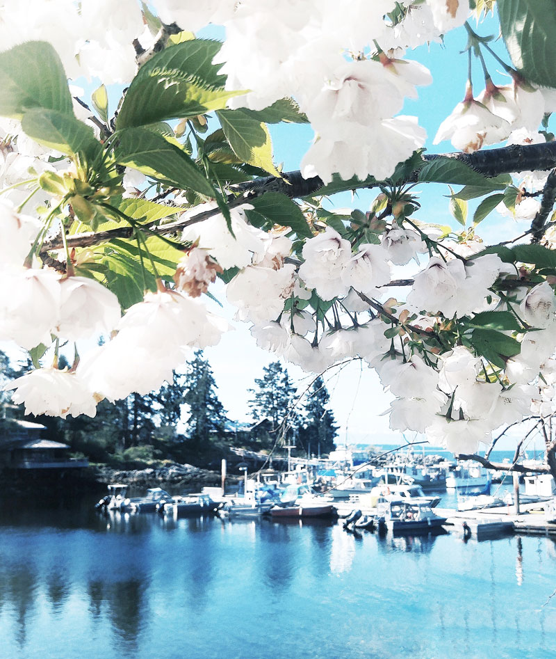 Visiting the harbour in Lund, Sunshine Coast, Canada