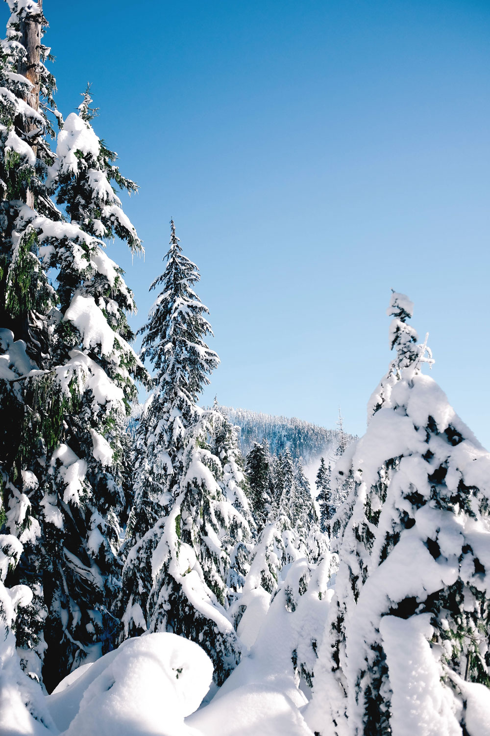 Things to do in Vancouver this winter 2016: Cypress Mountain snowshoeing, Enchant Light Show, Van Dusen Festival of Lights and Lynn Valley Lynn Canyon Suspension Bridge