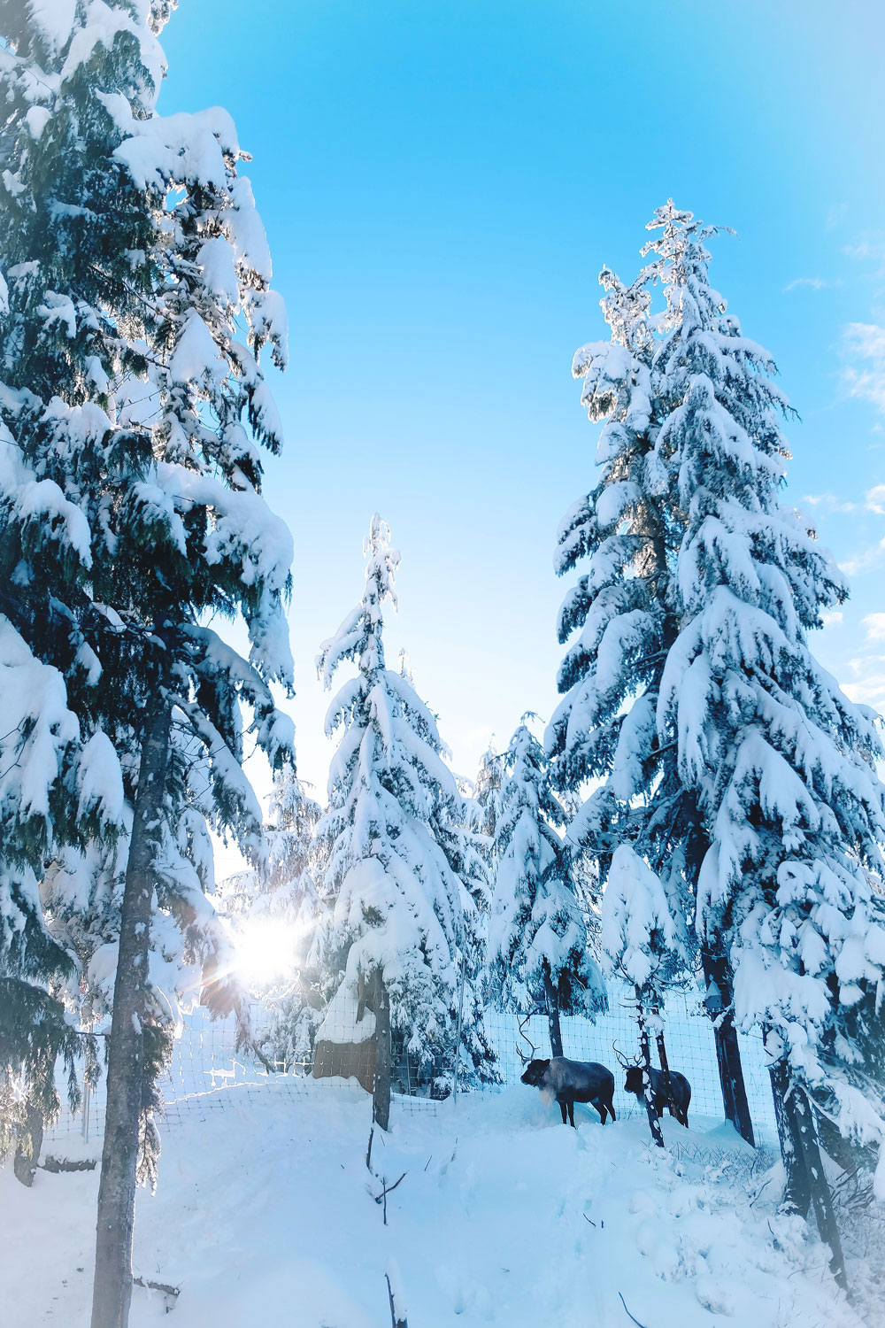 Things to do in Vancouver at Christmas - Grouse Mountain Peak of Christmas ice skating, snowshoeing and skiing