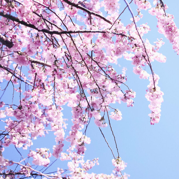 Where to see cherry blossoms in Vancouver at Fairview, Vanier Park, David Lam Park, Go Fish, Granville Island, cherry blossoms spots in Vancouver, best views of cherry blossoms in Vancouver by To Vogue or Bust