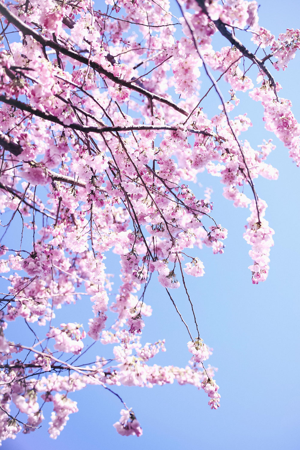 Where to see cherry blossoms in Vancouver at Fairview, Vanier Park, David Lam Park, Go Fish, Granville Island, cherry blossoms spots in Vancouver, best views of cherry blossoms in Vancouver by To Vogue or Bust 