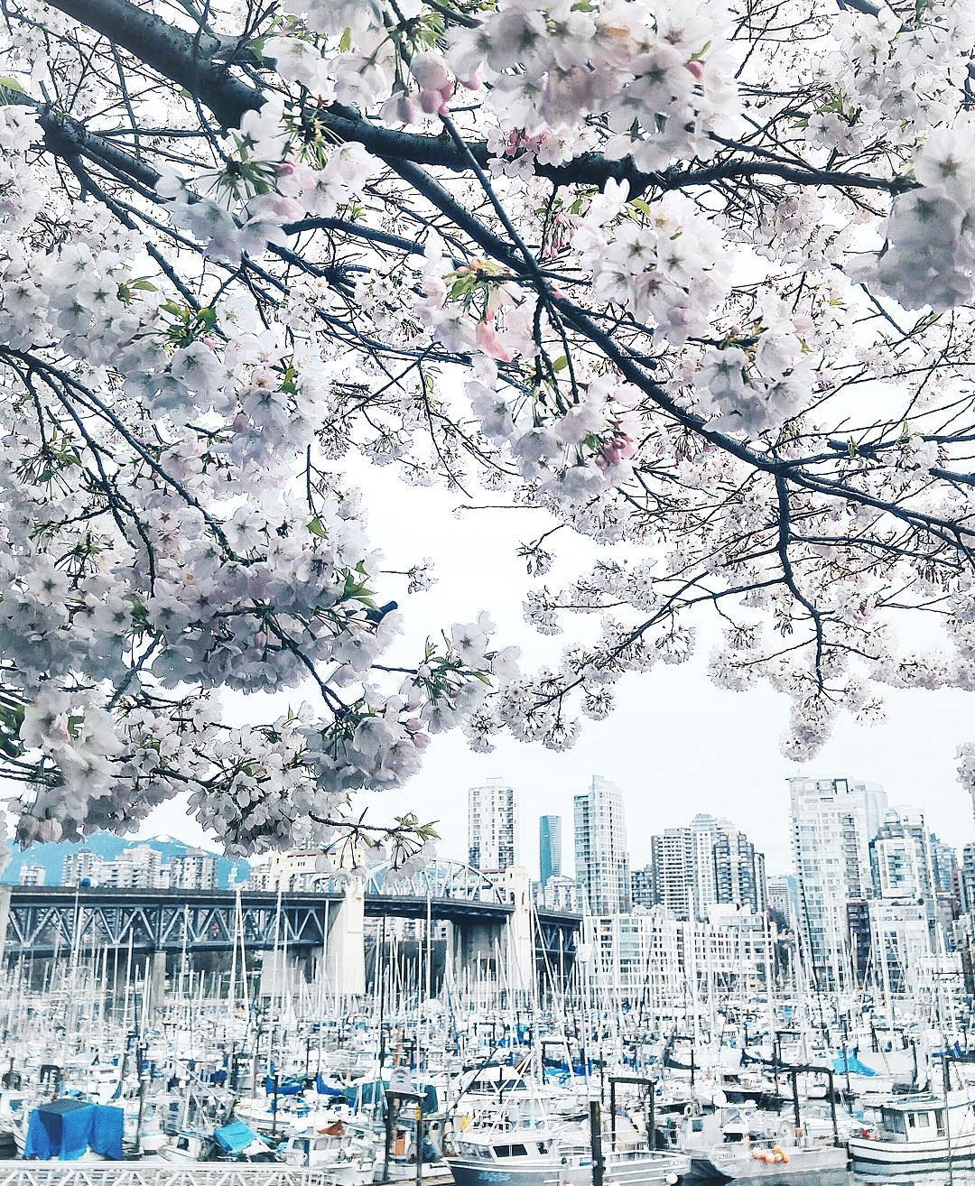 Where to see cherry blossoms in Vancouver at Fairview, Vanier Park, David Lam Park, Go Fish, Granville Island, cherry blossoms spots in Vancouver, best views of cherry blossoms in Vancouver by To Vogue or Bust 