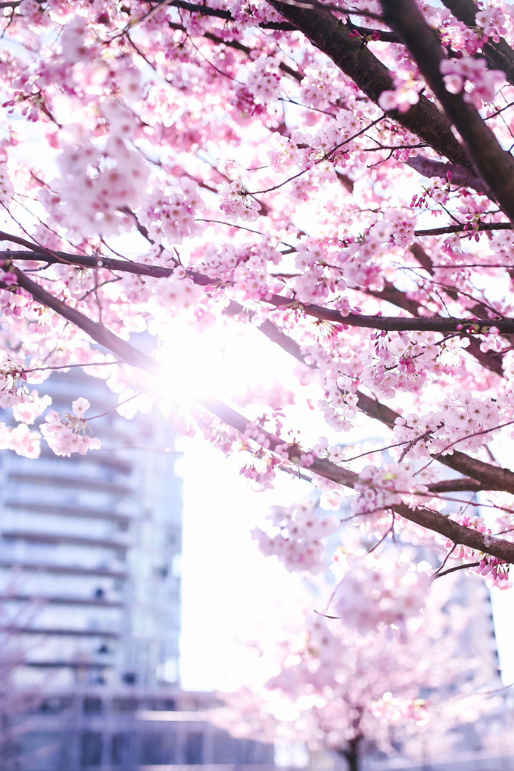 Where to see cherry blossoms in Vancouver at Fairview, Vanier Park, David Lam Park, Go Fish, Granville Island, cherry blossoms spots in Vancouver, best views of cherry blossoms in Vancouver by To Vogue or Bust 