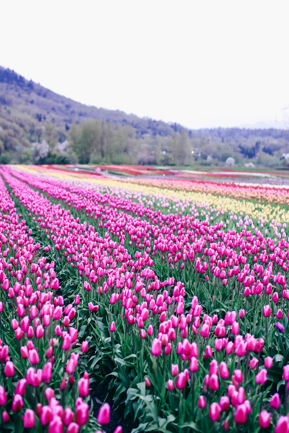 How to transition into summer style, how to wear a romper, how to wear a denim jacket, romper spring style, in aritzia straw hat, cluse watch, lovers friends romper, revolve romper, at abbotsford tulip festival by To Vogue or Bust 