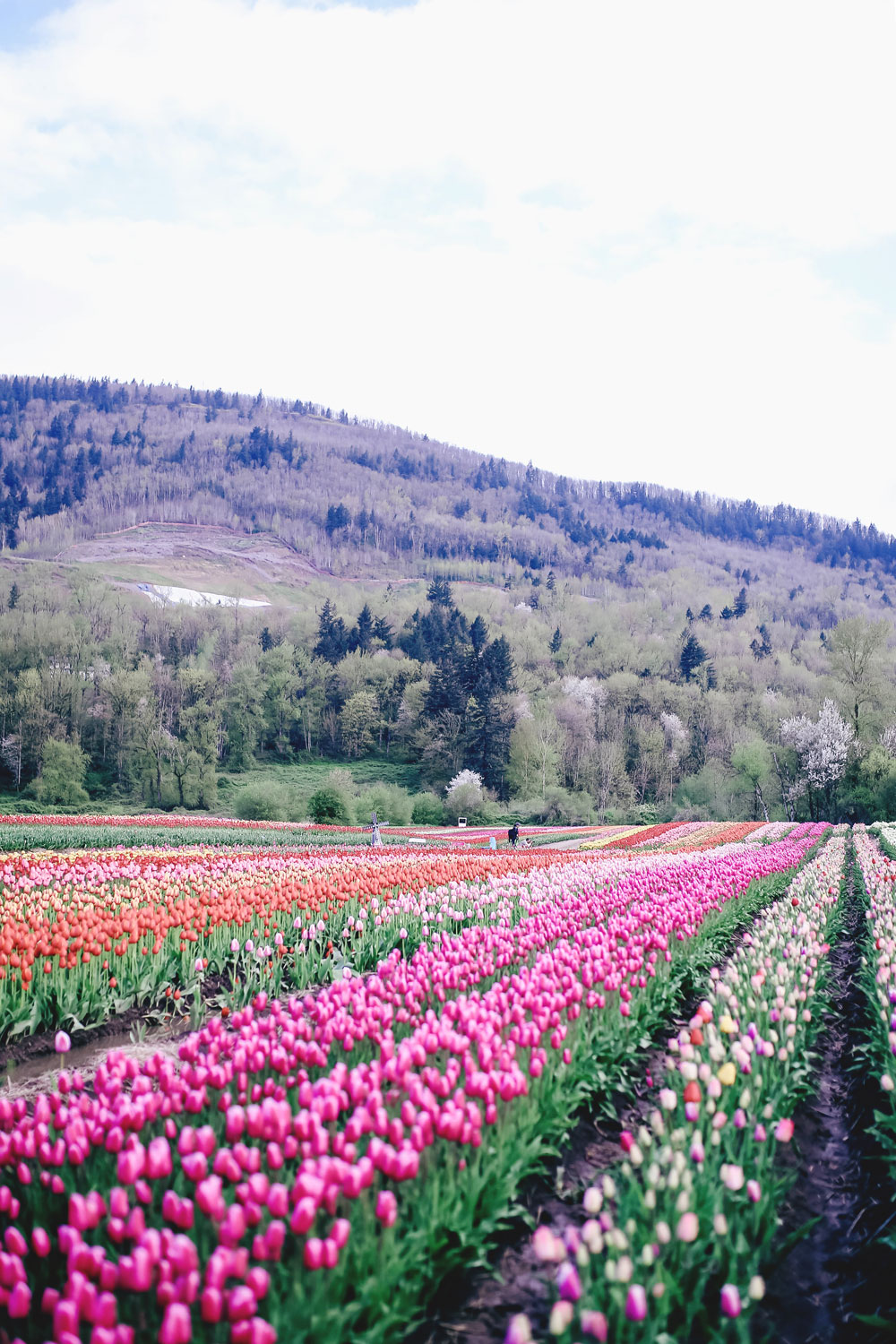 Tulip fields in Vancouver by To Vogue or Bust in an Aritzia silk skirt Aritzia off the shoulder top Joe Fresh panama hat