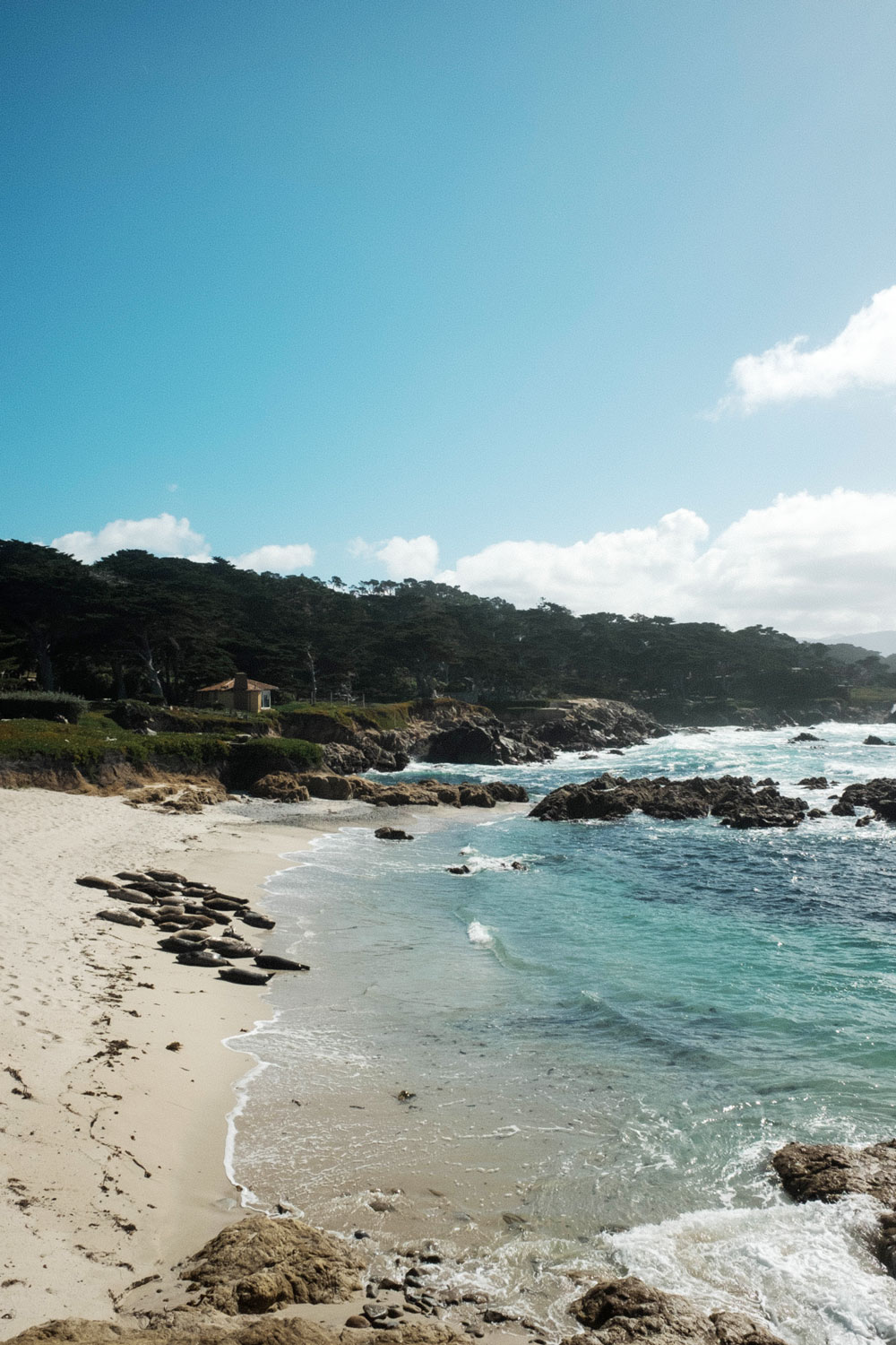 where to see seals in monterey by To Vogue or Bust