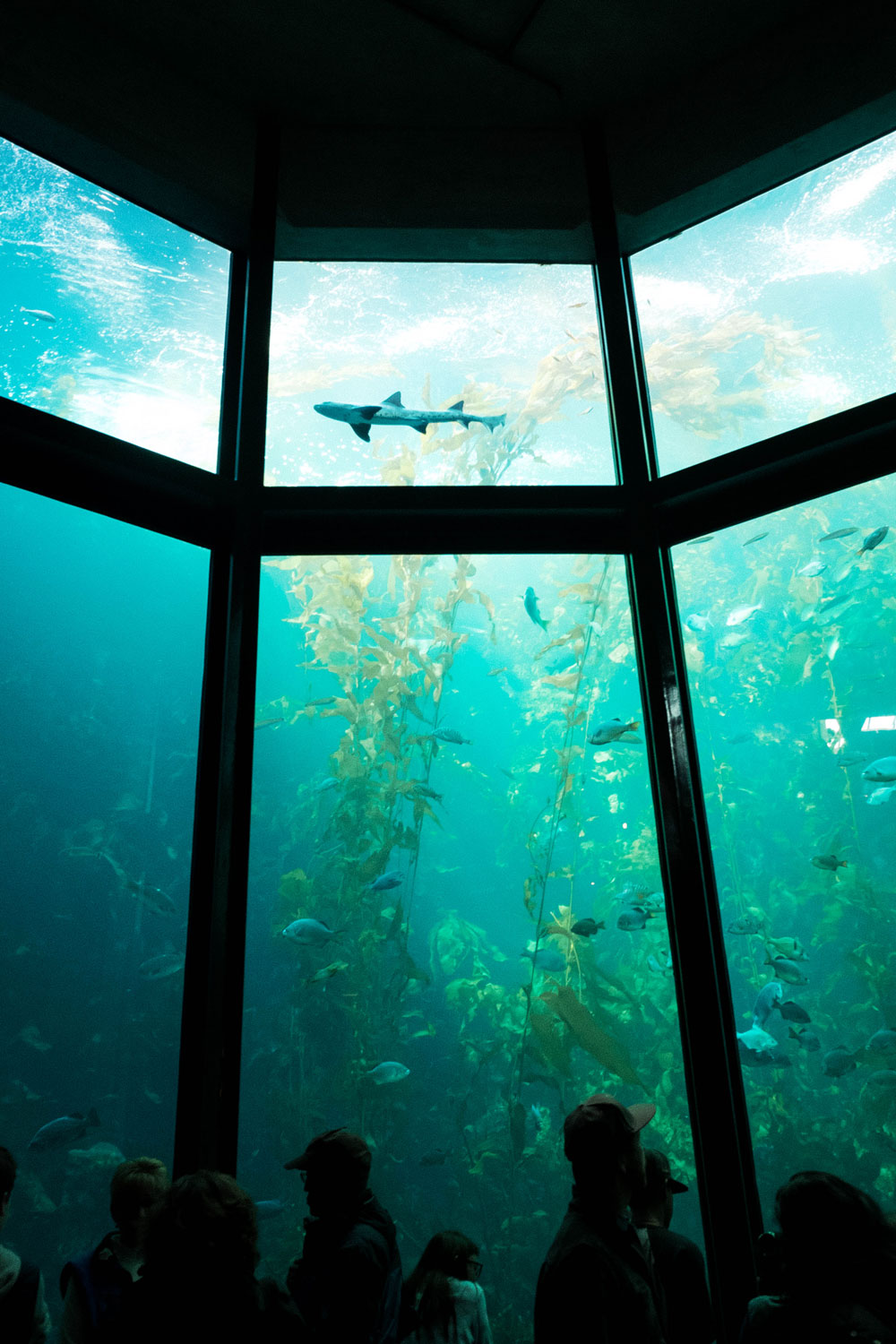 monterey aquarium by To Vogue or Bust