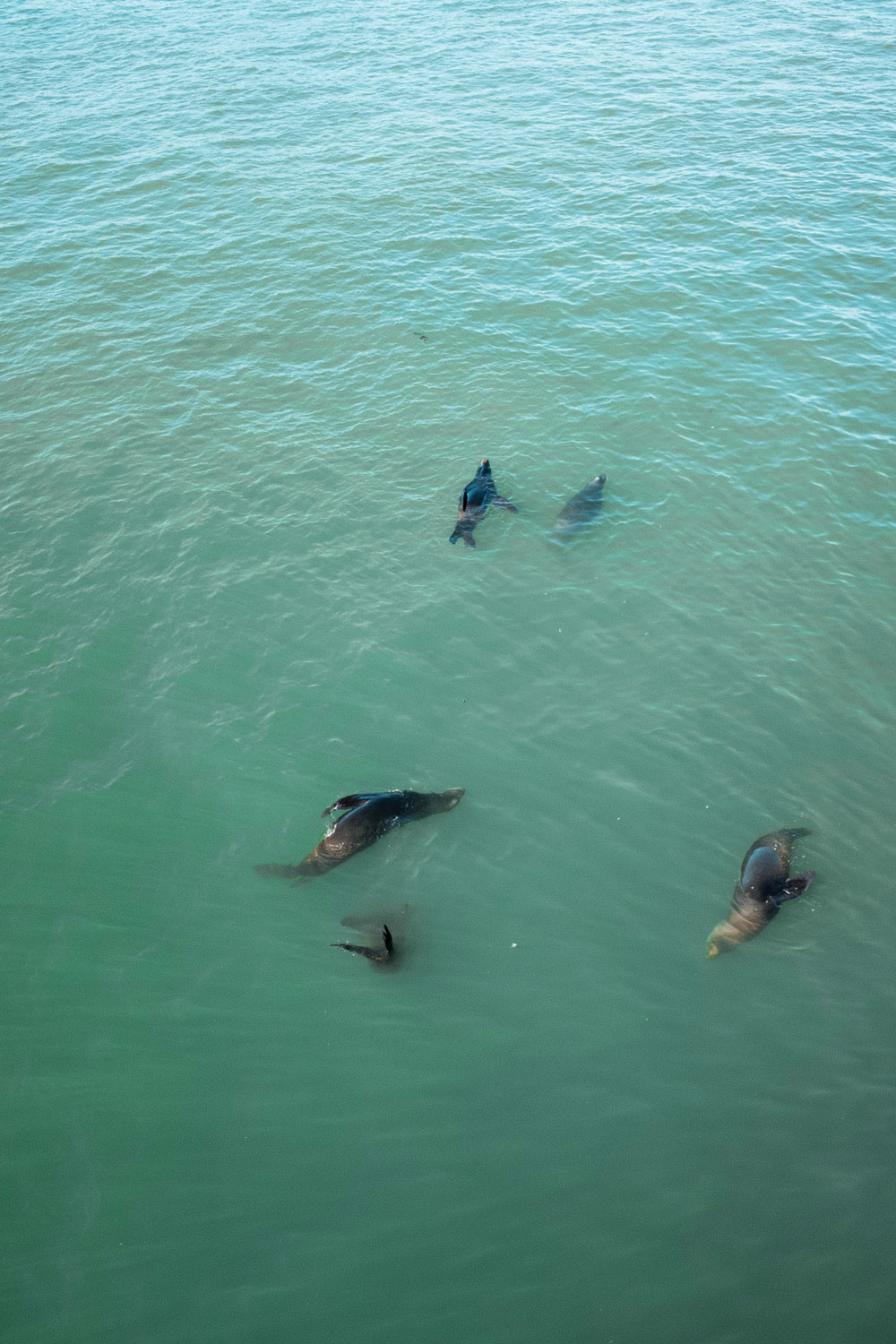 where to see sea lions in california by To Vogue or Bust