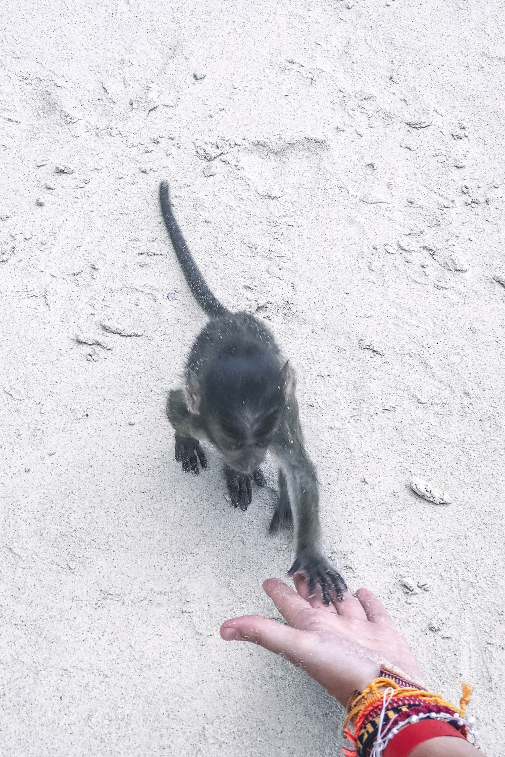 monkey beach thailand by To Vogue or Bust