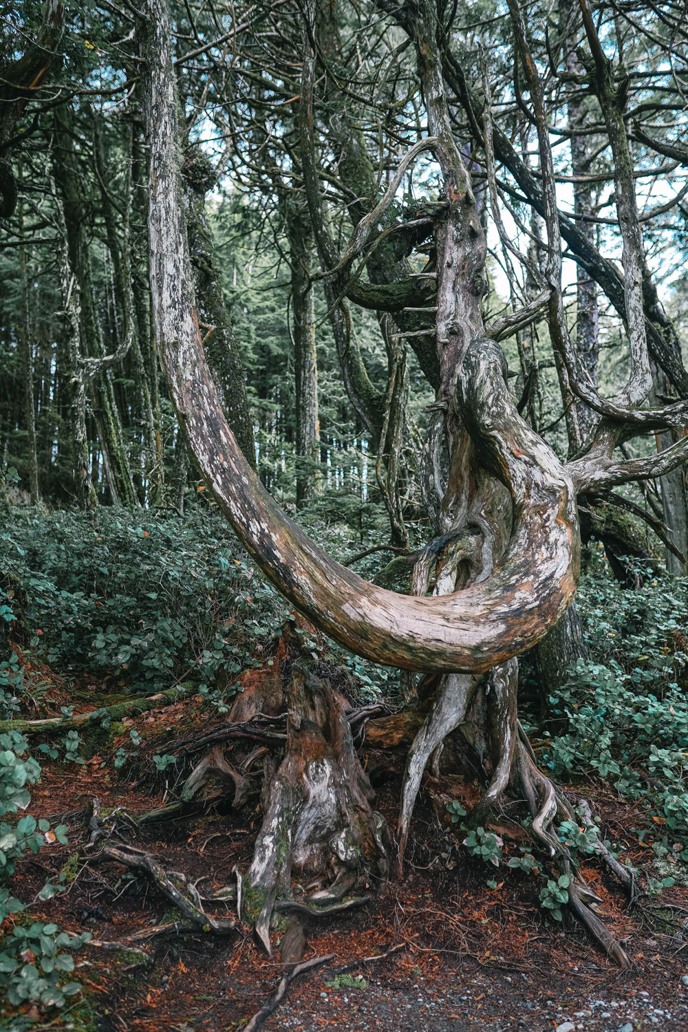 Tofino travel guide