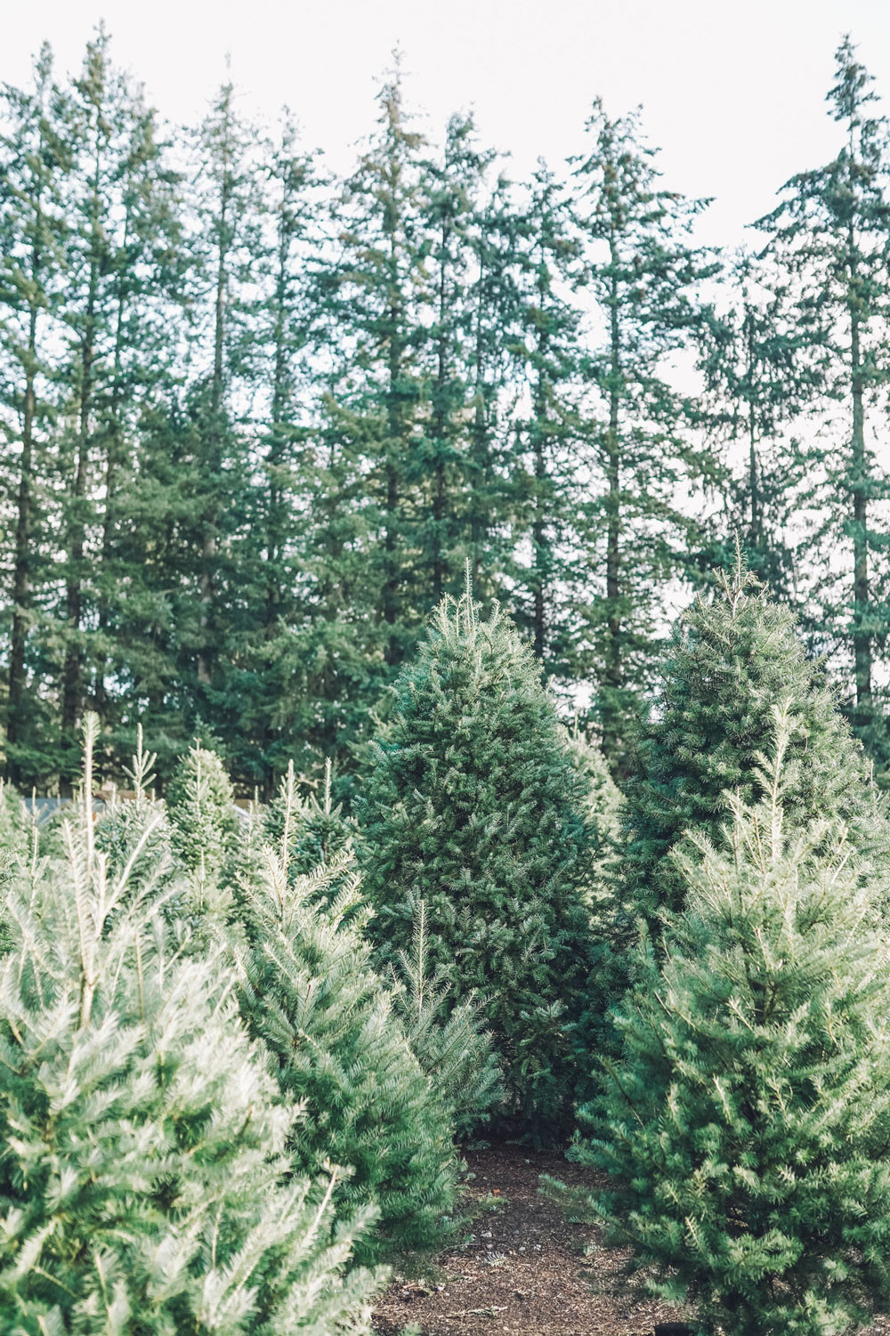 Christmas tree farms Vancouver