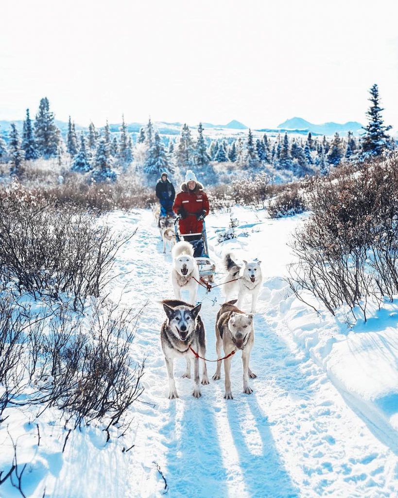 Dog sledding in the Yukon Canada