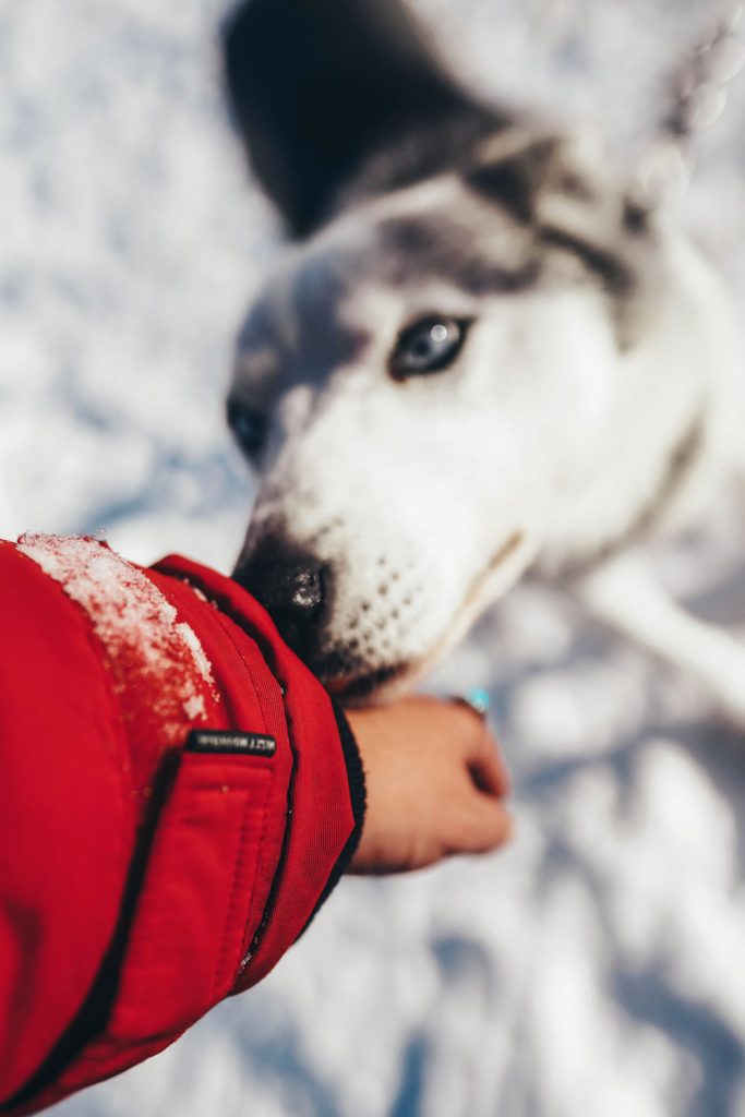 Dog sledding in the Yukon