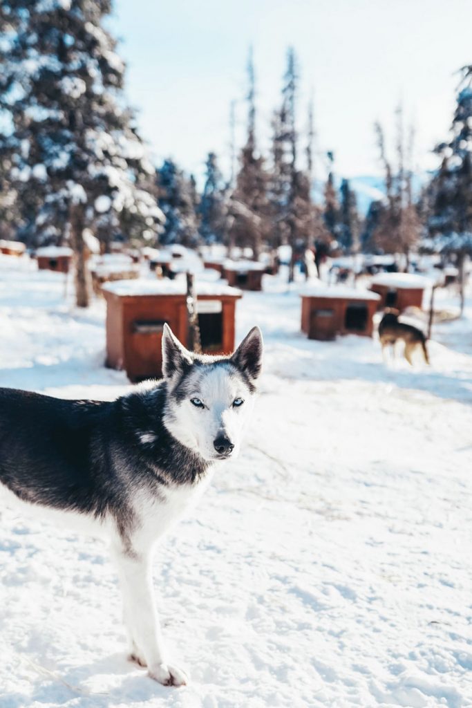 Dog sledding in the Yukon