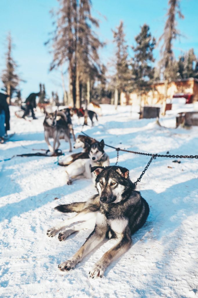 Yukon dog sledding tour