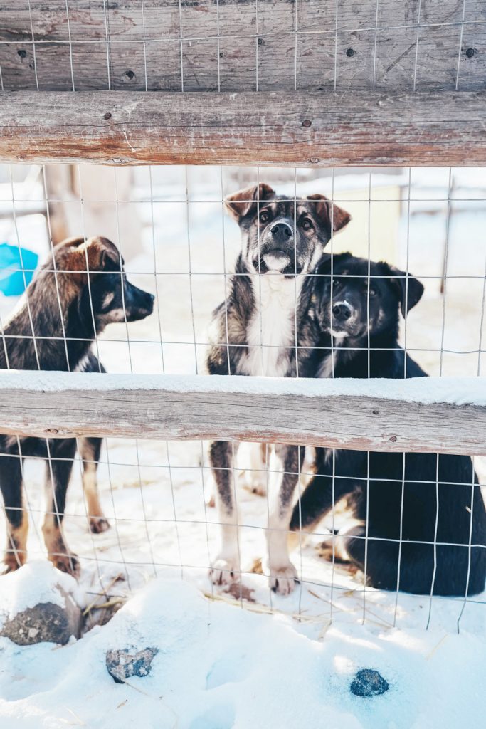 Puppies in the Yukon Canada