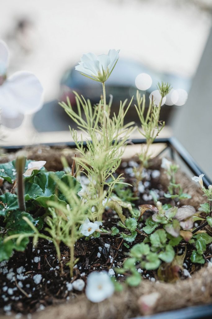 Gardening for beginners