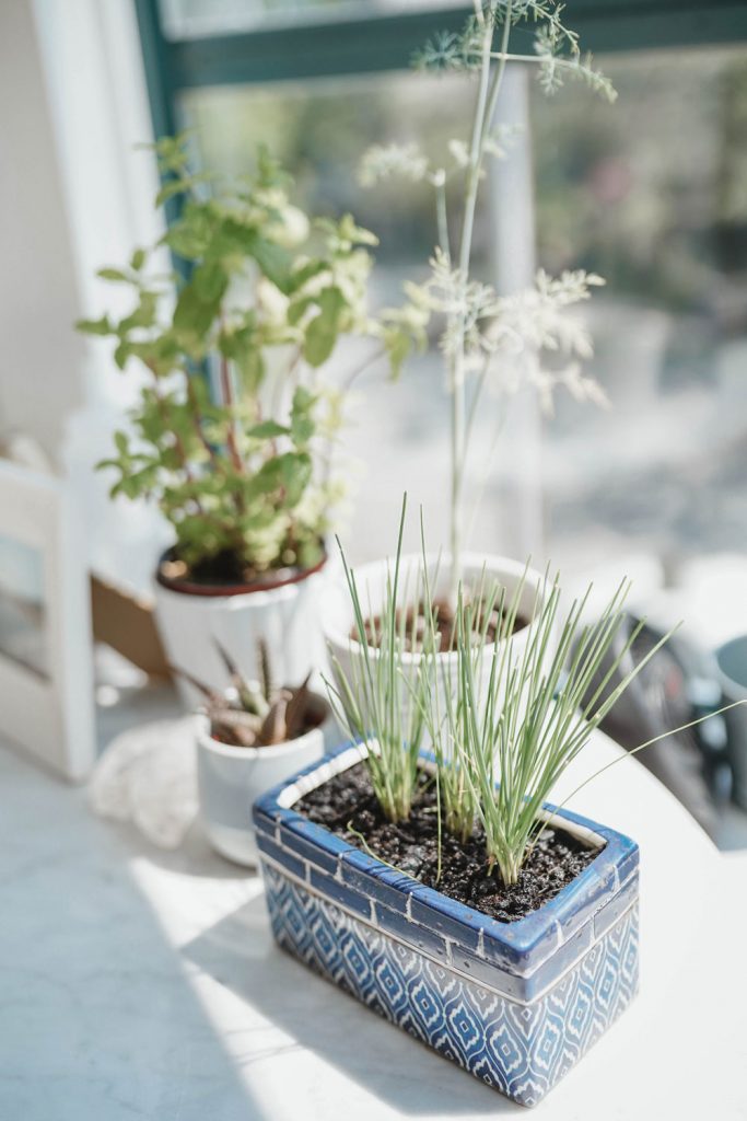 Herb garden tips