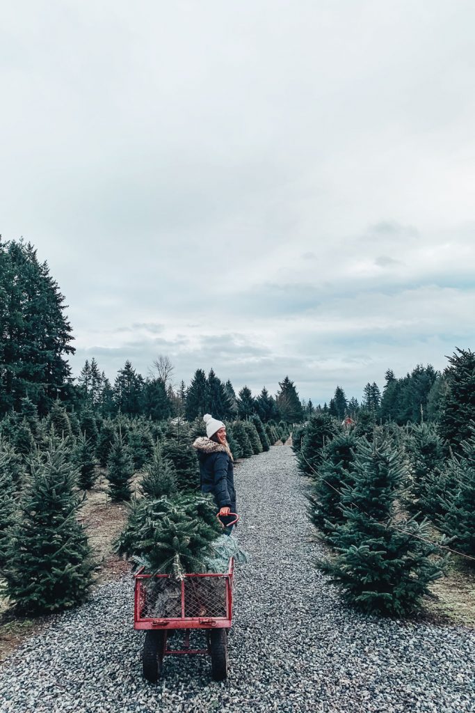 Christmas Tree Farm