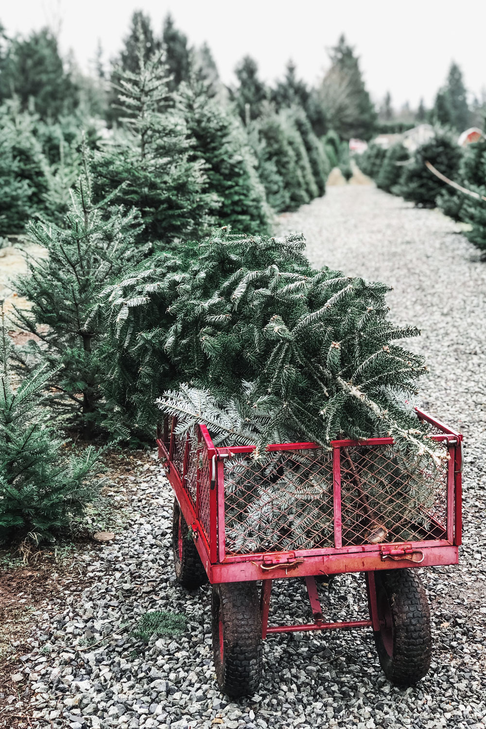The Christmas Tree Farm To Vogue or Bust