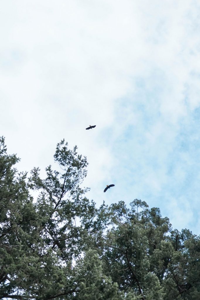 Eagles in flight