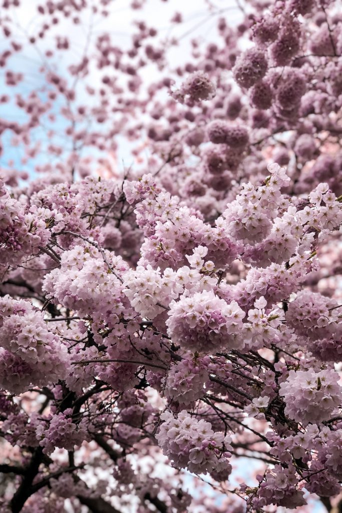 Cherry blossoms in Vancouver