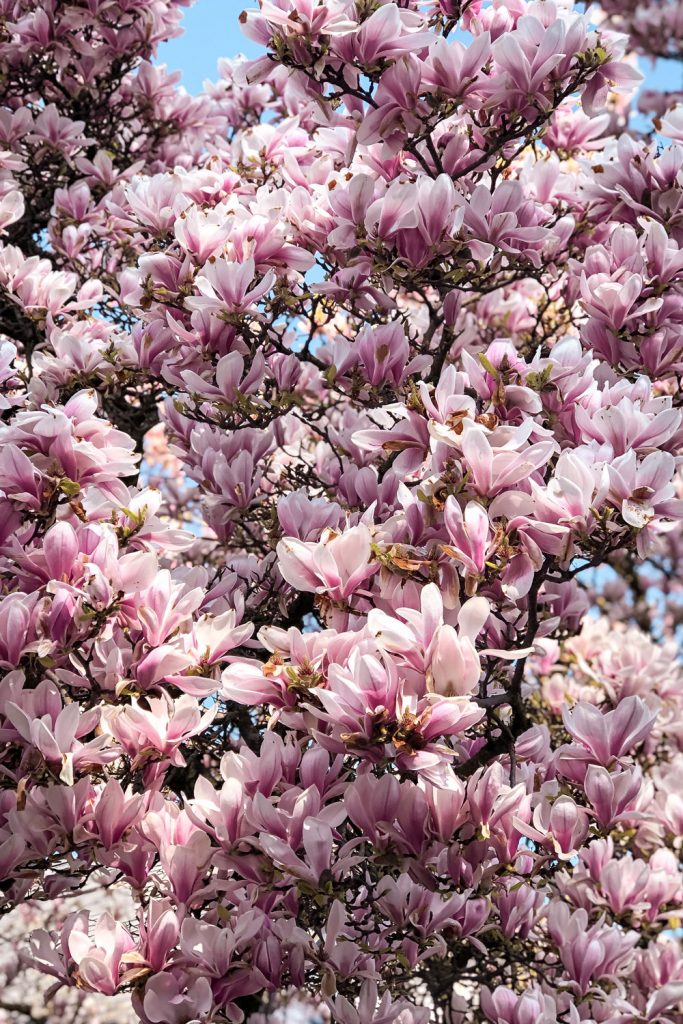 Magnolia tree