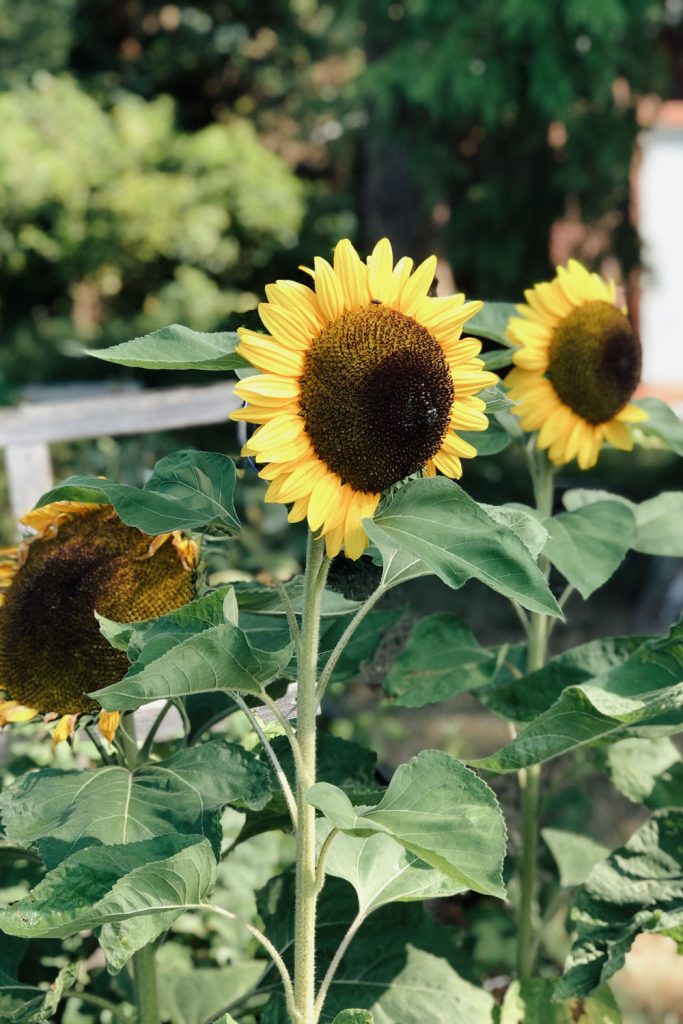 How to grow sunflowers