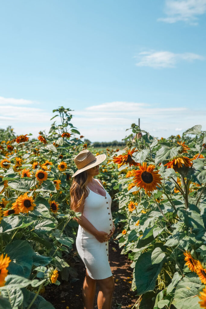 Sunflower field, Abbotsford, Canada