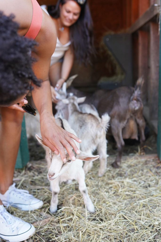 Baby goats