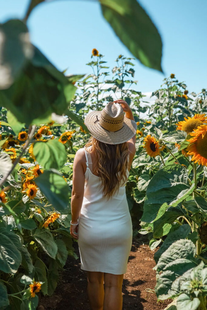 Sunflower field