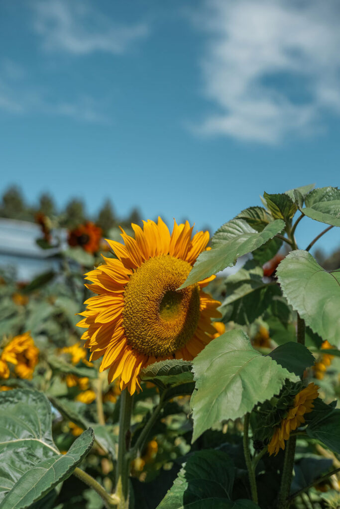 Chilliwack sunflower