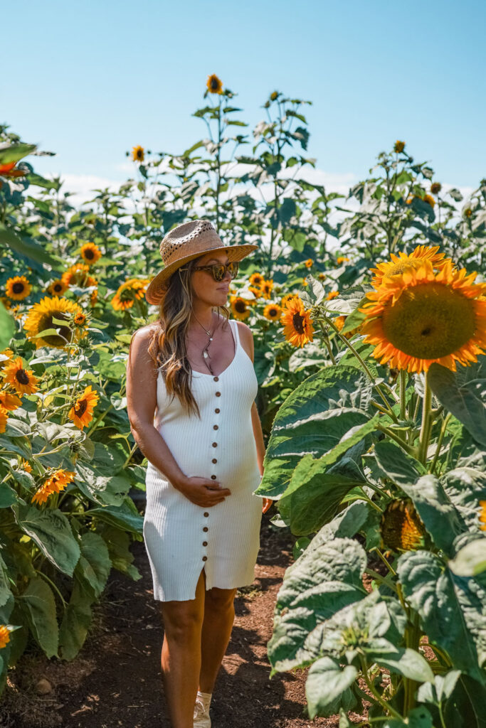 Sunflower field