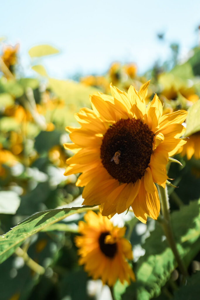 Sunflower field