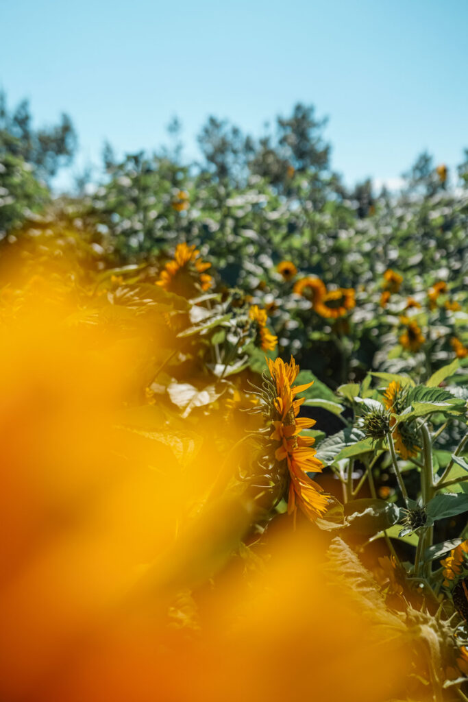 Sunflower field