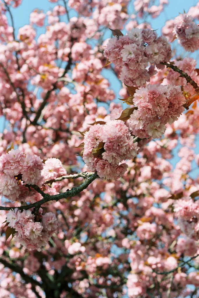 Cherry blossoms