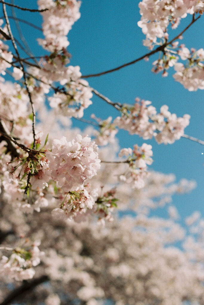 Cherry blossoms in Vancouver Canada