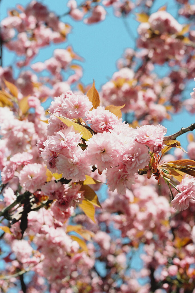 Cherry blossoms in Vancouver Canada