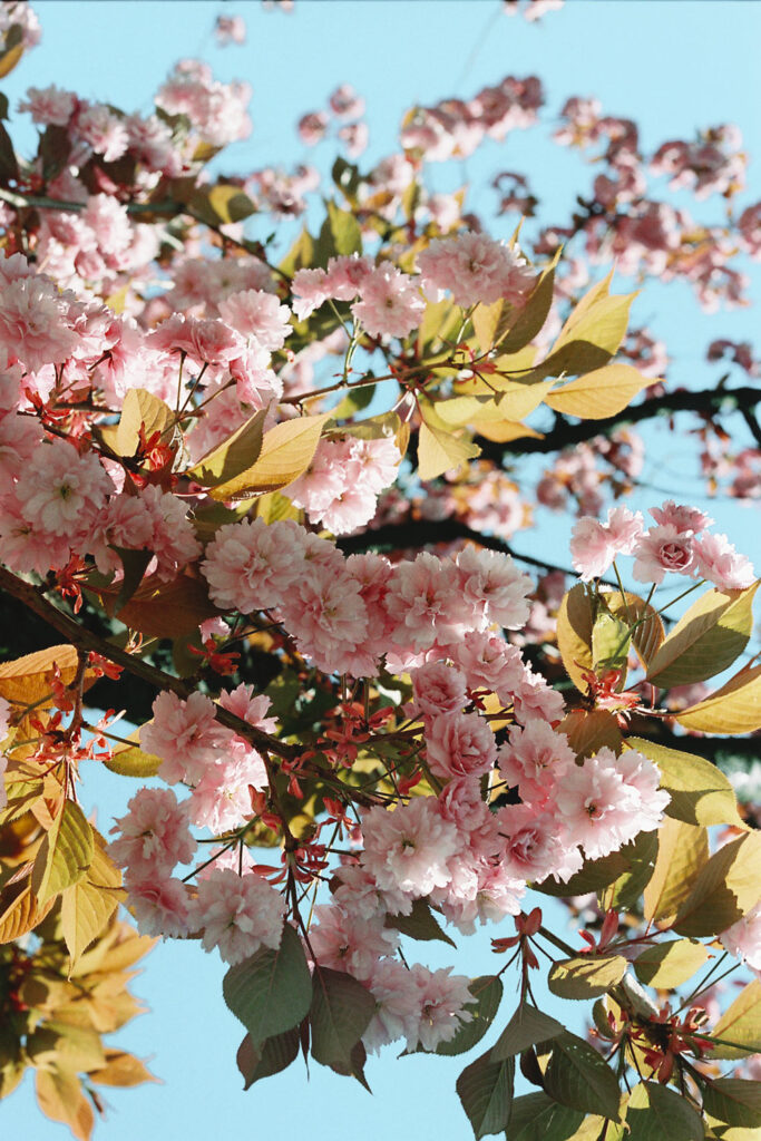 Cherry blossoms in Vancouver Canada