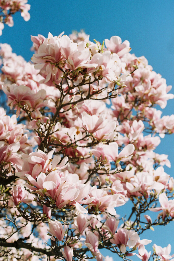 Magnolia tree