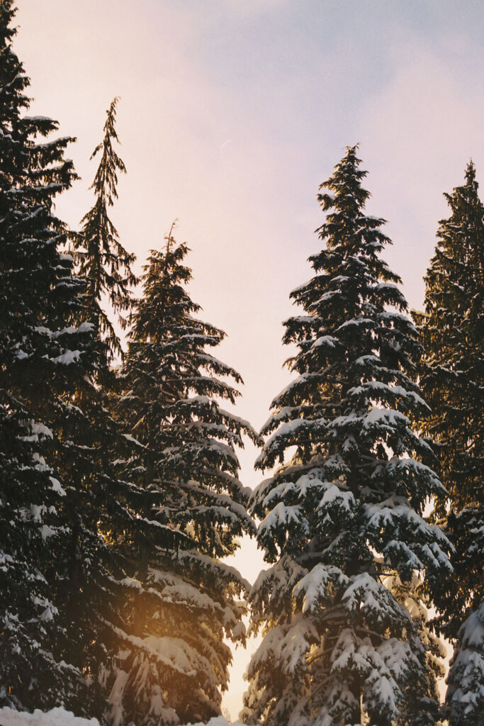 Sunset through snowy trees