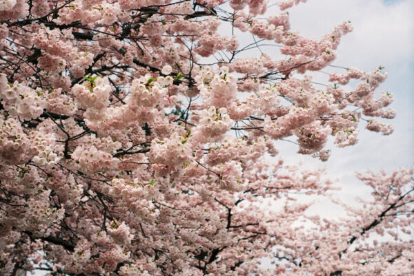 Cherry blossom art photography print