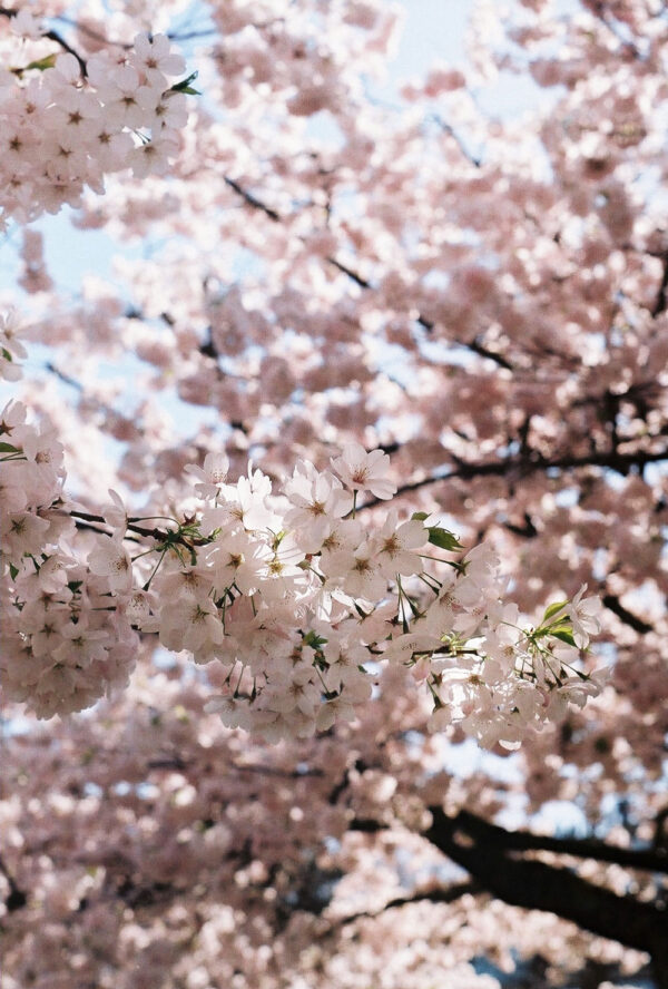 Cherry blossom art photography print