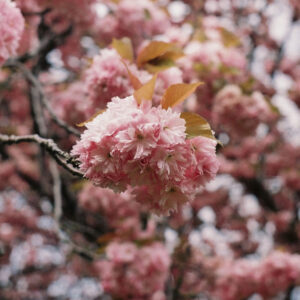 Cherry blossom art photography print