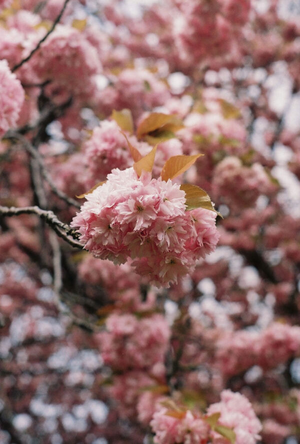 Cherry blossom art photography print