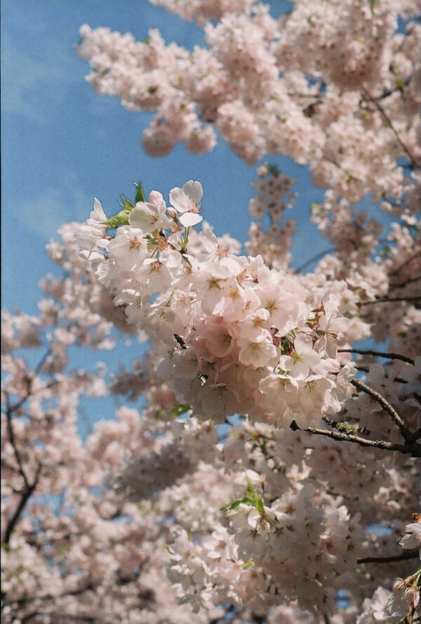 Cherry blossom art photography print