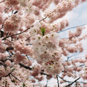 Cherry blossom art photography print